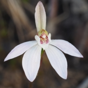 Caladenia fuscata at Canberra Central, ACT - 28 Sep 2015