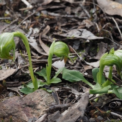 Pterostylis nutans (Nodding Greenhood) at Black Mountain - 28 Sep 2015 by KenT