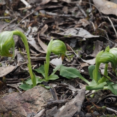 Pterostylis nutans (Nodding Greenhood) at Canberra Central, ACT - 28 Sep 2015 by KenT