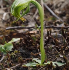 Pterostylis nutans at Canberra Central, ACT - 28 Sep 2015