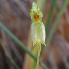 Bunochilus umbrinus (Broad-sepaled Leafy Greenhood) at Canberra Central, ACT - 28 Sep 2015 by KenT