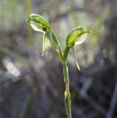 Bunochilus umbrinus (ACT) = Pterostylis umbrina (NSW) at suppressed - suppressed