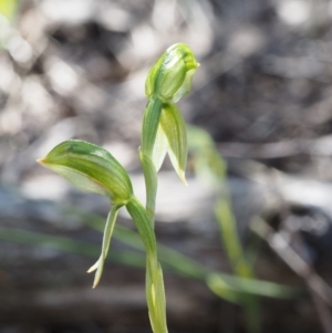 Bunochilus umbrinus (ACT) = Pterostylis umbrina (NSW) at suppressed - suppressed