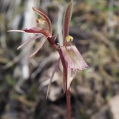 Cyrtostylis reniformis (Common Gnat Orchid) at Black Mountain - 28 Sep 2015 by KenT