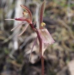 Cyrtostylis reniformis (Common Gnat Orchid) by KenT