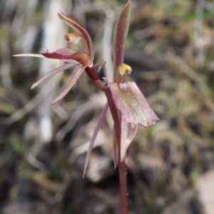 Cyrtostylis reniformis at suppressed - 28 Sep 2015