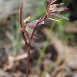 Cyrtostylis reniformis at suppressed - 28 Sep 2015