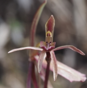 Cyrtostylis reniformis at suppressed - 28 Sep 2015