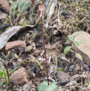 Cyrtostylis reniformis at suppressed - 28 Sep 2015