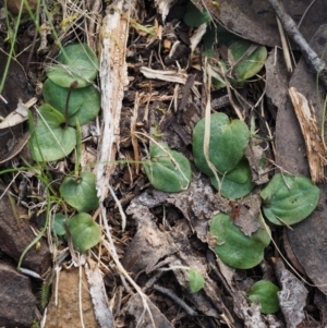 Cyrtostylis reniformis at suppressed - 28 Sep 2015