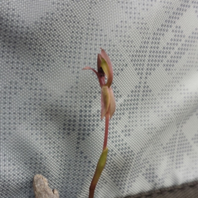 Chiloglottis trapeziformis (Diamond Ant Orchid) at Bruce, ACT - 28 Sep 2015 by MattM