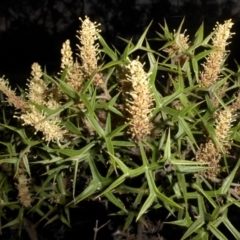 Grevillea ramosissima subsp. ramosissima (Fan Grevillea) at Mount Ainslie - 29 Sep 2015 by SilkeSma