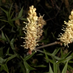 Grevillea ramosissima subsp. ramosissima at Majura, ACT - 29 Sep 2015