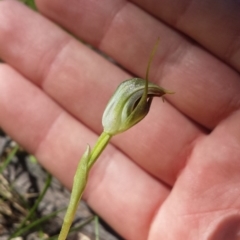 Pterostylis pedunculata (Maroonhood) at Belconnen, ACT - 28 Sep 2015 by MattM