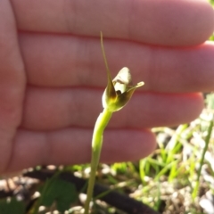 Pterostylis pedunculata at Belconnen, ACT - 29 Sep 2015