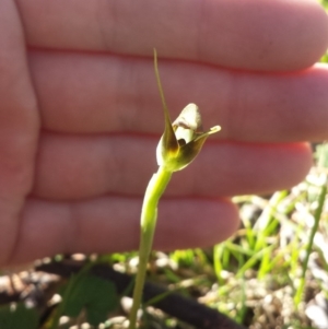 Pterostylis pedunculata at Belconnen, ACT - suppressed