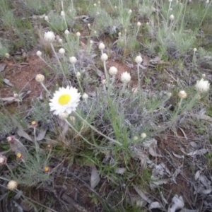 Leucochrysum albicans subsp. tricolor at Majura, ACT - 29 Sep 2015