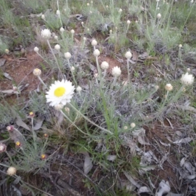 Leucochrysum albicans subsp. tricolor (Hoary Sunray) at Mount Ainslie - 29 Sep 2015 by SilkeSma