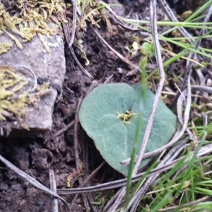 Acianthus sp. at Point 3 - 29 Sep 2015