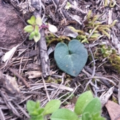 Acianthus sp. at Point 3 - 29 Sep 2015