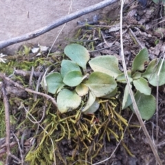 Speculantha rubescens (Blushing Tiny Greenhood) at Point 3 - 29 Sep 2015 by MattM