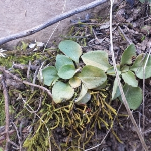 Speculantha rubescens at Point 3 - 29 Sep 2015