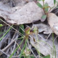 Chiloglottis trapeziformis (Diamond Ant Orchid) at Black Mountain - 28 Sep 2015 by MattM