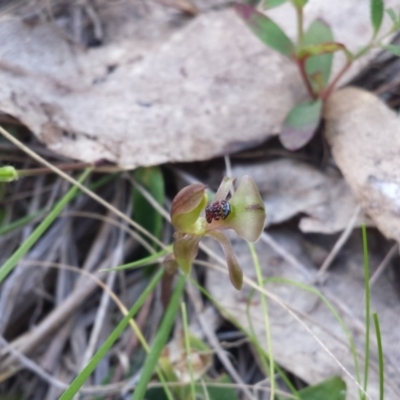 Chiloglottis trapeziformis (Diamond Ant Orchid) at Black Mountain - 28 Sep 2015 by MattM