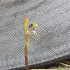 Chiloglottis trapeziformis at Point 8 - 29 Sep 2015