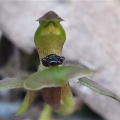 Chiloglottis trapeziformis at Point 8 - suppressed