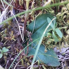 Chiloglottis trapeziformis at Point 8 - 29 Sep 2015