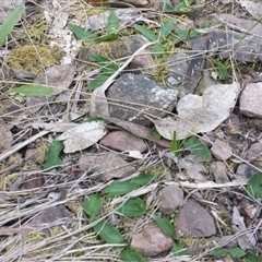 Chiloglottis trapeziformis at Point 8 - 29 Sep 2015