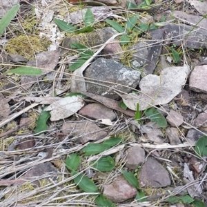 Chiloglottis trapeziformis at Point 8 - 29 Sep 2015