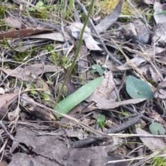 Glossodia major (Wax Lip Orchid) at Black Mountain - 28 Sep 2015 by MattM