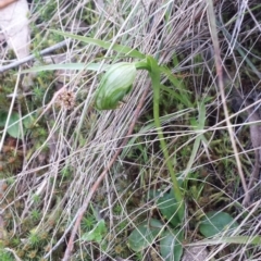 Pterostylis nutans (Nodding Greenhood) at Point 6 - 29 Sep 2015 by MattM