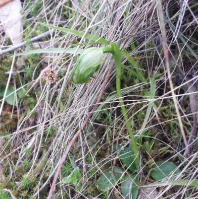 Pterostylis nutans (Nodding Greenhood) at Black Mountain - 28 Sep 2015 by MattM
