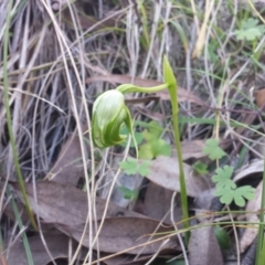 Pterostylis nutans (Nodding Greenhood) at Canberra Central, ACT - 28 Sep 2015 by MattM