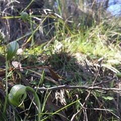 Pterostylis nutans at Point 8 - 29 Sep 2015