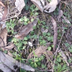 Diplodium ampliatum (Large Autumn Greenhood) at Acton, ACT - 28 Sep 2015 by MattM