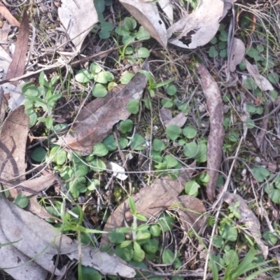 Diplodium ampliatum (Large Autumn Greenhood) at Black Mountain - 28 Sep 2015 by MattM