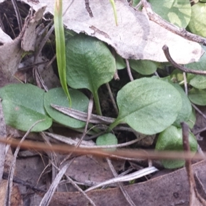 Diplodium ampliatum at Point 8 - 29 Sep 2015