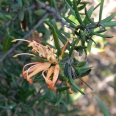 Grevillea sp. (Grevillea) at Kambah, ACT - 29 Sep 2015 by ArcherCallaway