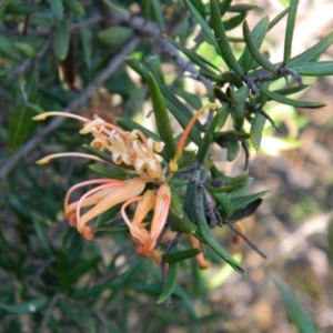 Grevillea sp. at Kambah, ACT - 29 Sep 2015