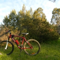 Grevillea sp. at Kambah, ACT - 29 Sep 2015