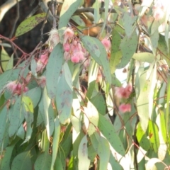 Eucalyptus sideroxylon (Mugga Ironbark) at Lake Tuggeranong - 29 Sep 2015 by ArcherCallaway