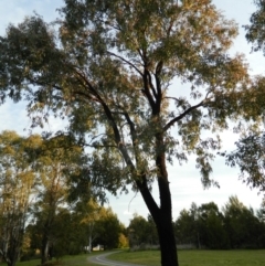 Eucalyptus sideroxylon at Lake Tuggeranong - 29 Sep 2015 05:23 PM