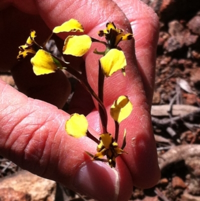 Diuris pardina (Leopard Doubletail) at Majura, ACT - 28 Sep 2015 by UserFdJgryjU