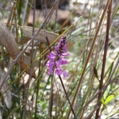 Indigofera australis subsp. australis (Australian Indigo) at Majura, ACT - 28 Sep 2015 by UserFdJgryjU