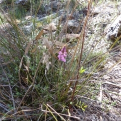 Indigofera australis subsp. australis at Majura, ACT - 29 Sep 2015