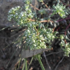 Poranthera microphylla (Small Poranthera) at Campbell, ACT - 30 Sep 2015 by SilkeSma